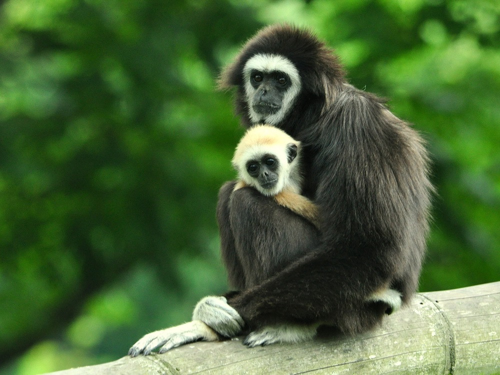 Weihandgibbon_Tierpark-Berlin