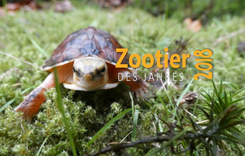 Zootier-des-Jahres-2018---V.-Michel