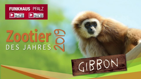 Radio-Pfalz - GIBBON