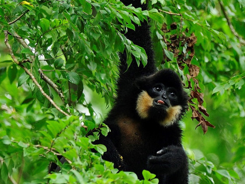 Gelbwangenschopfgibbon - Foto: N. V. Truong