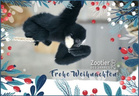 ZdJ-Weihnachtsbild