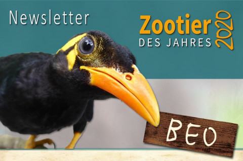 Newsletter-Bild-Beo