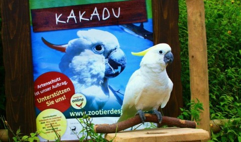 Kakadu-Sheela-aus-dem-Vogelpark-Marlow