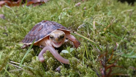 Scharnierschildkröte