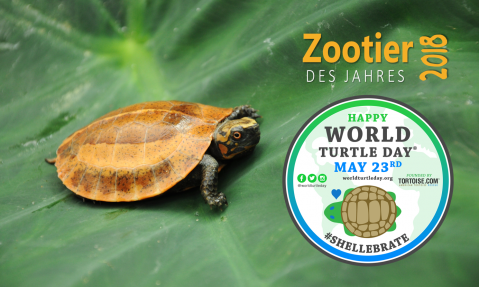 World-Turtle-Day